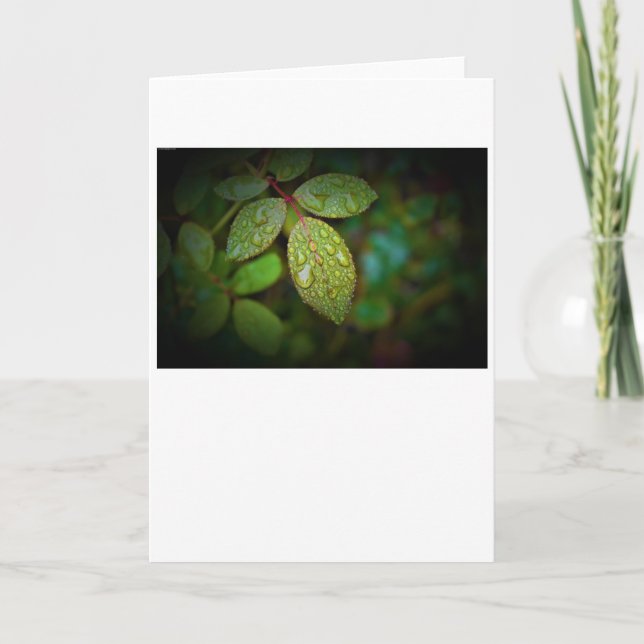 Morning Dew, carte (Devant)