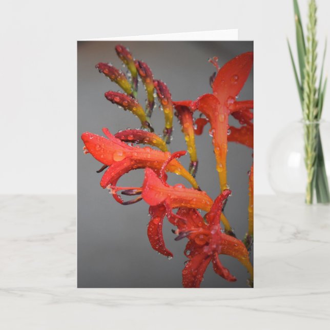 Morning Dew, carte (Devant)