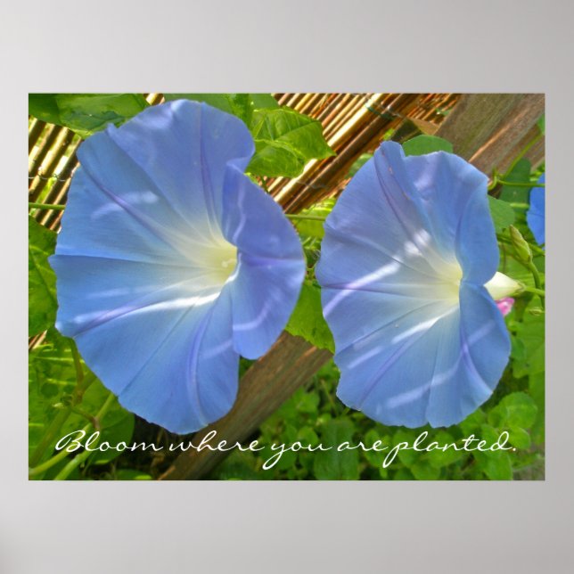 Morning Glory Bloom where you are planted Poster (Devant)