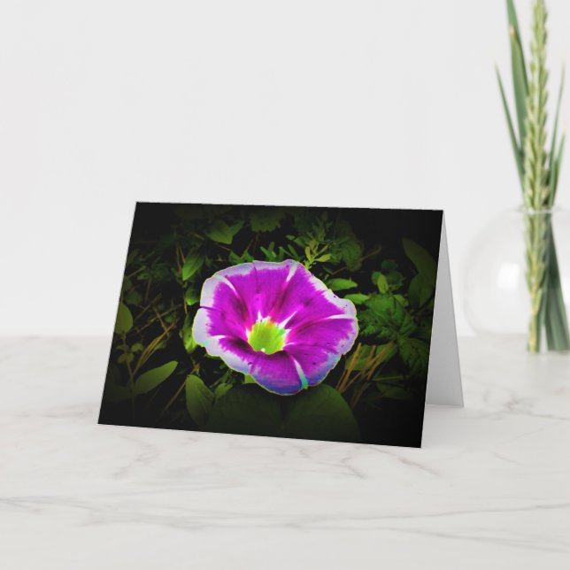 Morning Glory, carte (Devant)