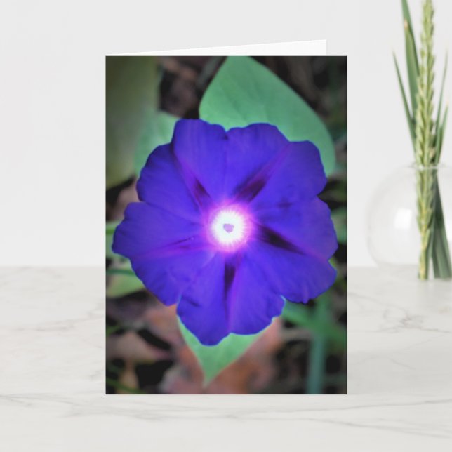 Morning Glory, carte (Devant)