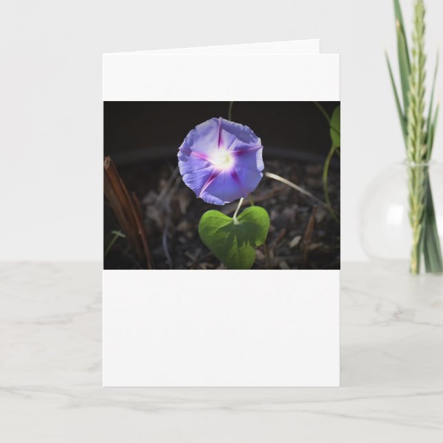 Morning Glory, carte (Devant)