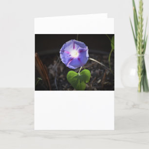Morning Glory, carte