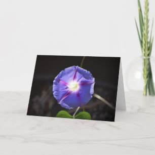 Morning Glory, carte
