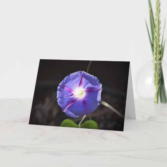 Morning Glory, carte (Devant)