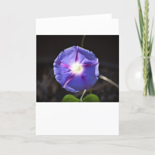 Morning Glory, carte
