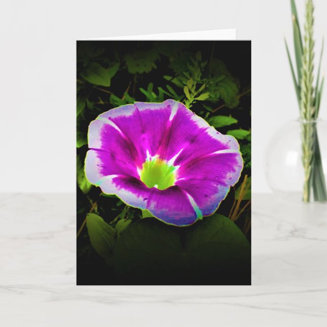 Morning Glory, carte (Devant)
