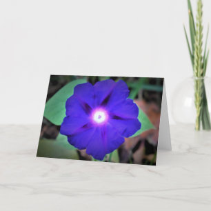 Morning Glory, carte