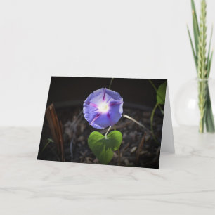 Morning Glory, carte