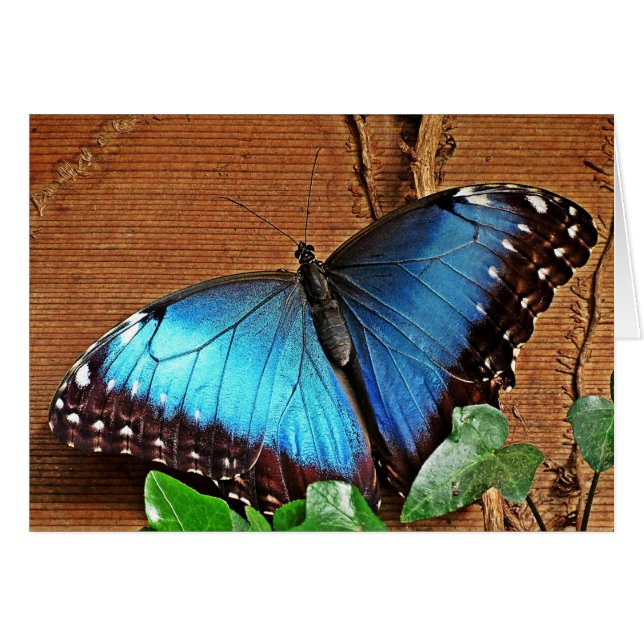Morpho bleu - papillon (Devant horizontal)