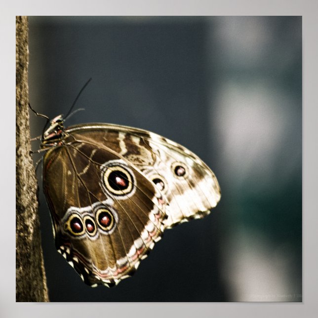 Morpho peleides Impression (Devant)