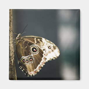 Morpho peleides Magnet