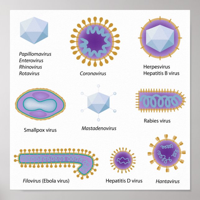 Morphologie des virus courants Poster (Devant)