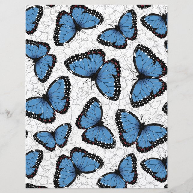 Morphos bleus (Devant)
