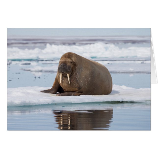 Morse se reposant sur la glace, Norvège (Devant horizontal)