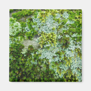 Moss et Lichen sur le Rock Magnet