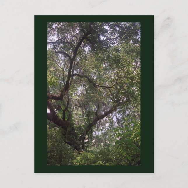 Moss Forest Canopy Custom Louisiana Art Cartes pos (Devant)