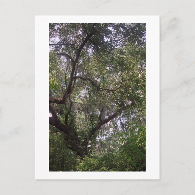 Moss Forest Canopy Custom Louisiana Art Cartes pos (Devant)
