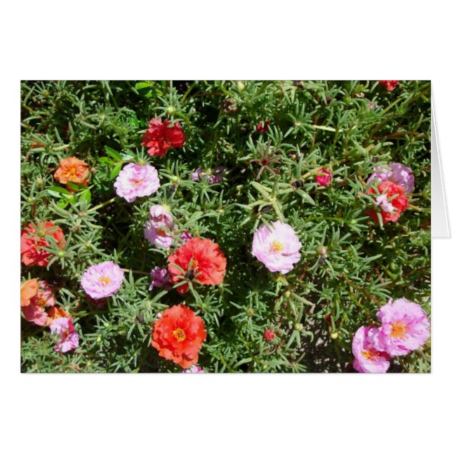 Moss Rose (Devant Horizontal)