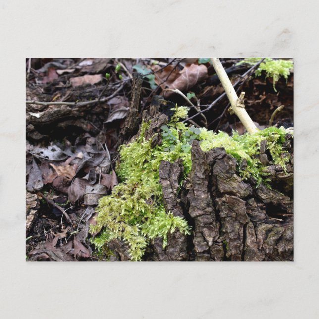 Mosses, Carte postale de réveil du printemps (Devant)