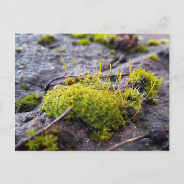 Mosses, Carte postale de réveil du printemps (Devant)