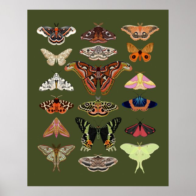 Moth illustrée d'insectes poster art (Devant)