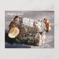 Moth Magic : Buff-tip 'brisé twig' Carte postale M