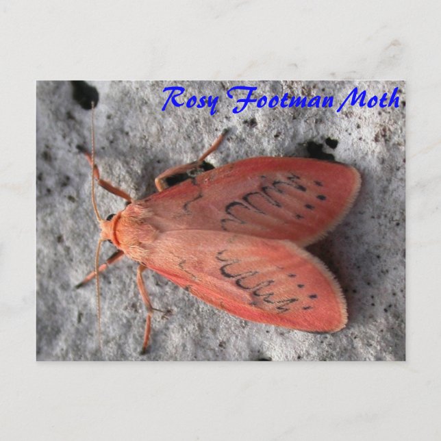 Moth Magic : Carte postale Rosy Footman Moth (Devant)