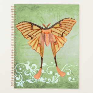 Moth soie africaine