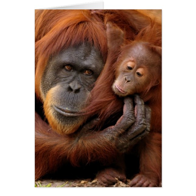 Mother & Baby Orangutan (Devant)