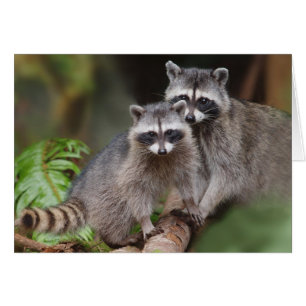 Mother Raccoon avec Youngster (lotor Procyon)