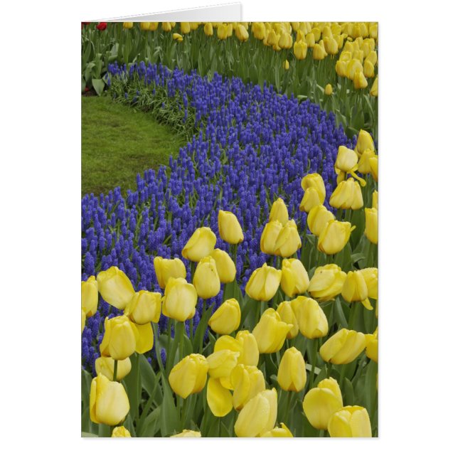 Motif de jardin de fleurs de Muscari et (Devant)
