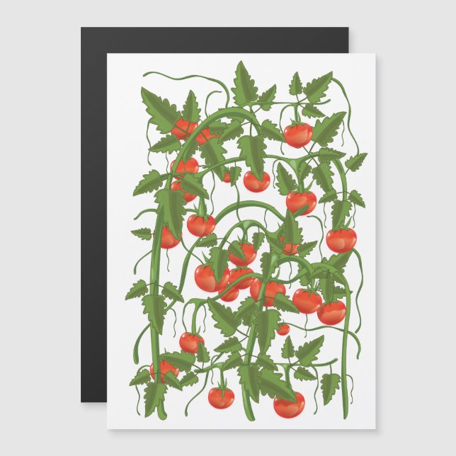 Motif de tomates (Devant / Derrière)