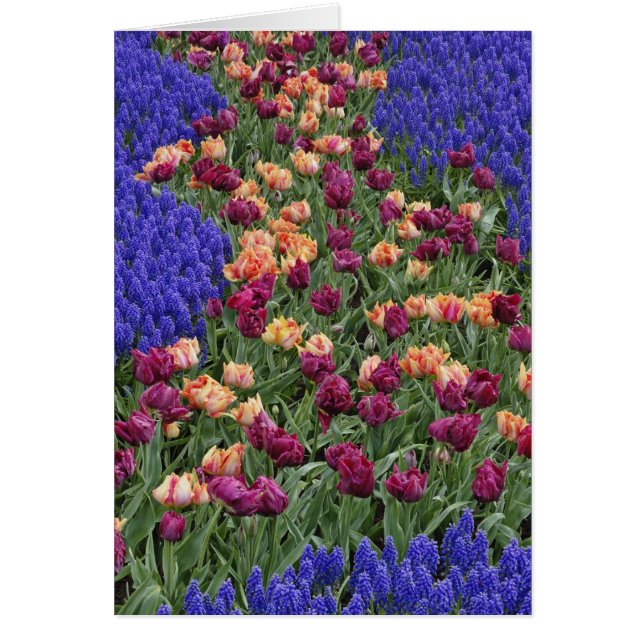 Motif de tulipes et de fleurs de Muscari, (Devant)