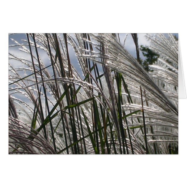 Motifs de la nature (Devant horizontal)