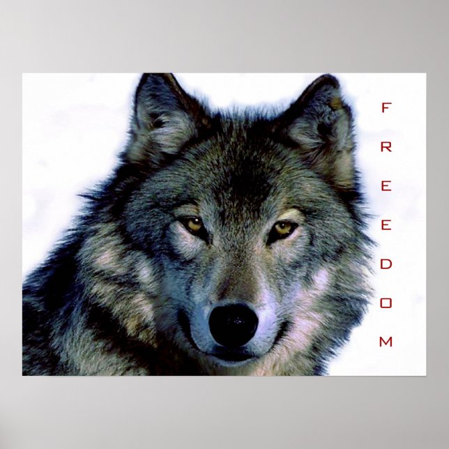 Motivation Liberté Loup Eyes Poster Imprimer (Devant)