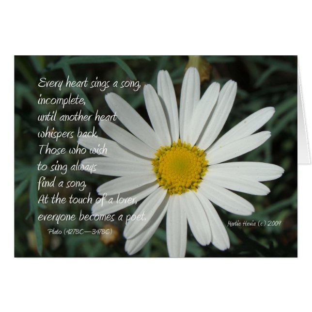 Mots célèbres : Chanson - White Daisy Card Series  (Devant horizontal)