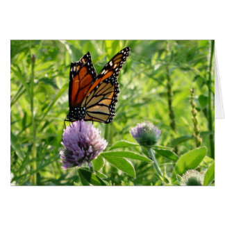 Mouche avec une aile cassée, papillon de Monach