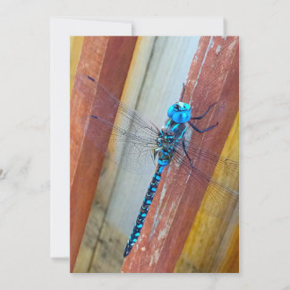 Mouche de dragon 5 x 7 cartes de voeux