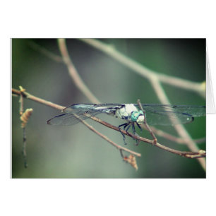 Mouche pilote de dragon d'hélicoptère