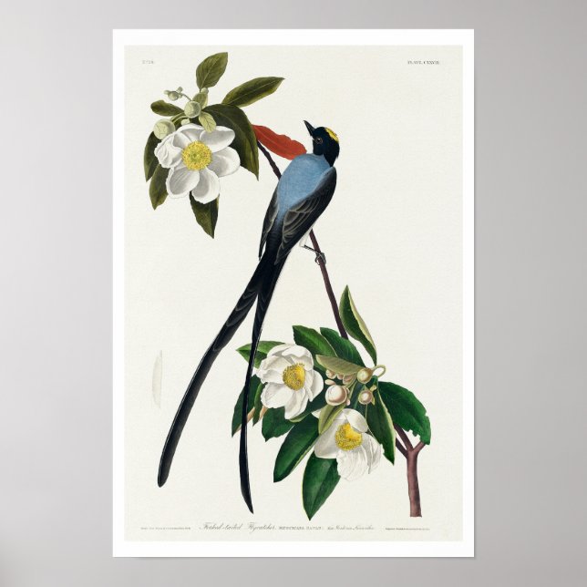 Moucherolle à queue fourrée par Audubon Poster (Devant)