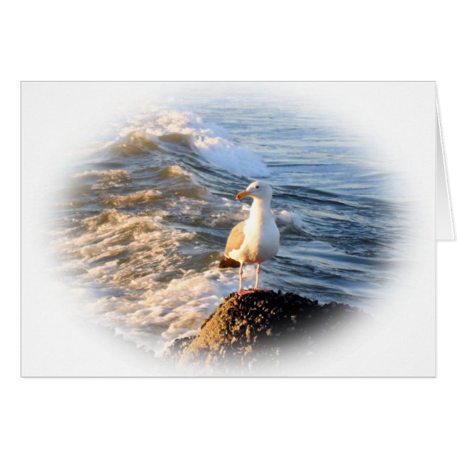 Mouette (Devant horizontal)