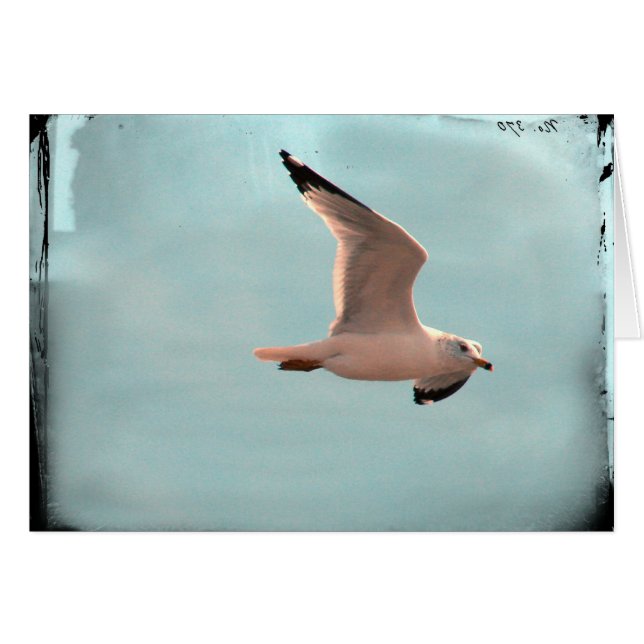 Mouette (Devant horizontal)