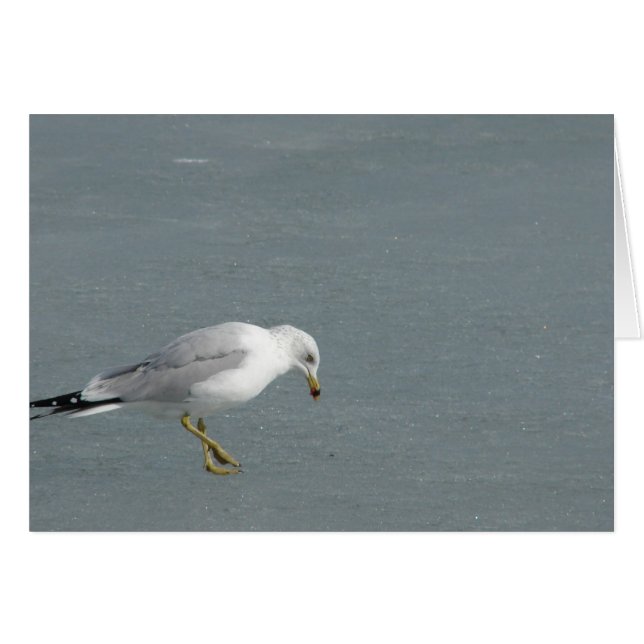 Mouette (Devant horizontal)