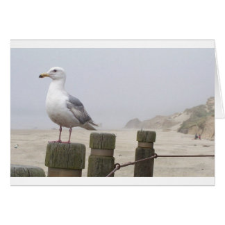 Mouette