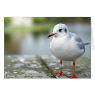 Mouette