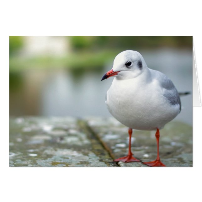 Mouette (Devant horizontal)