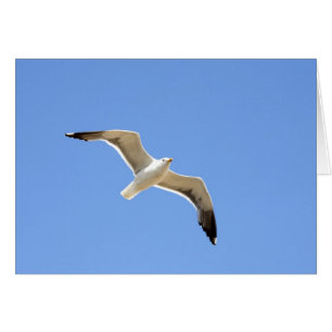 Mouette