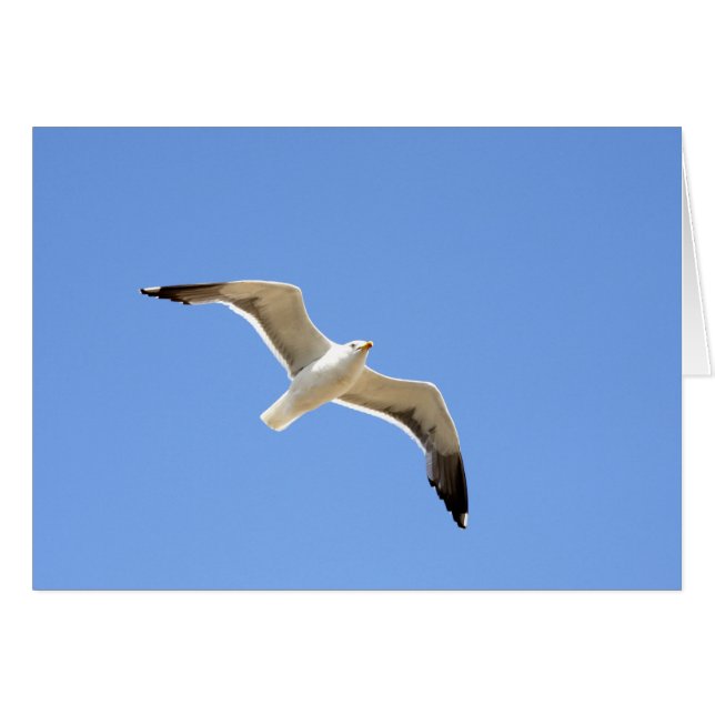 Mouette (Devant horizontal)