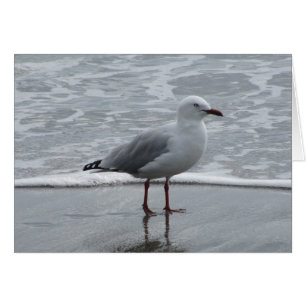 Mouette au bord de l'eau